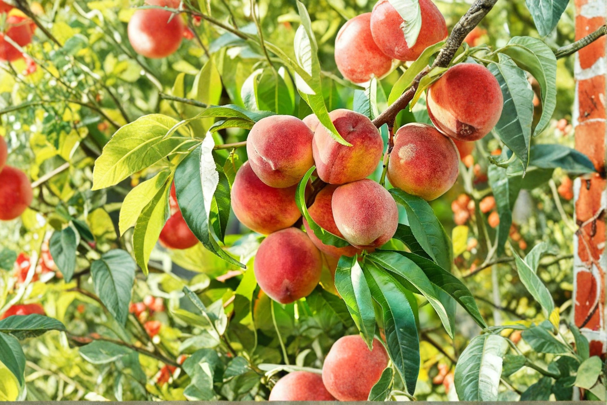 Denman Peach Tree 4-6 FT Live Plant - Juicy Fruit Tree for Home Orchard Garden - Prunus persica