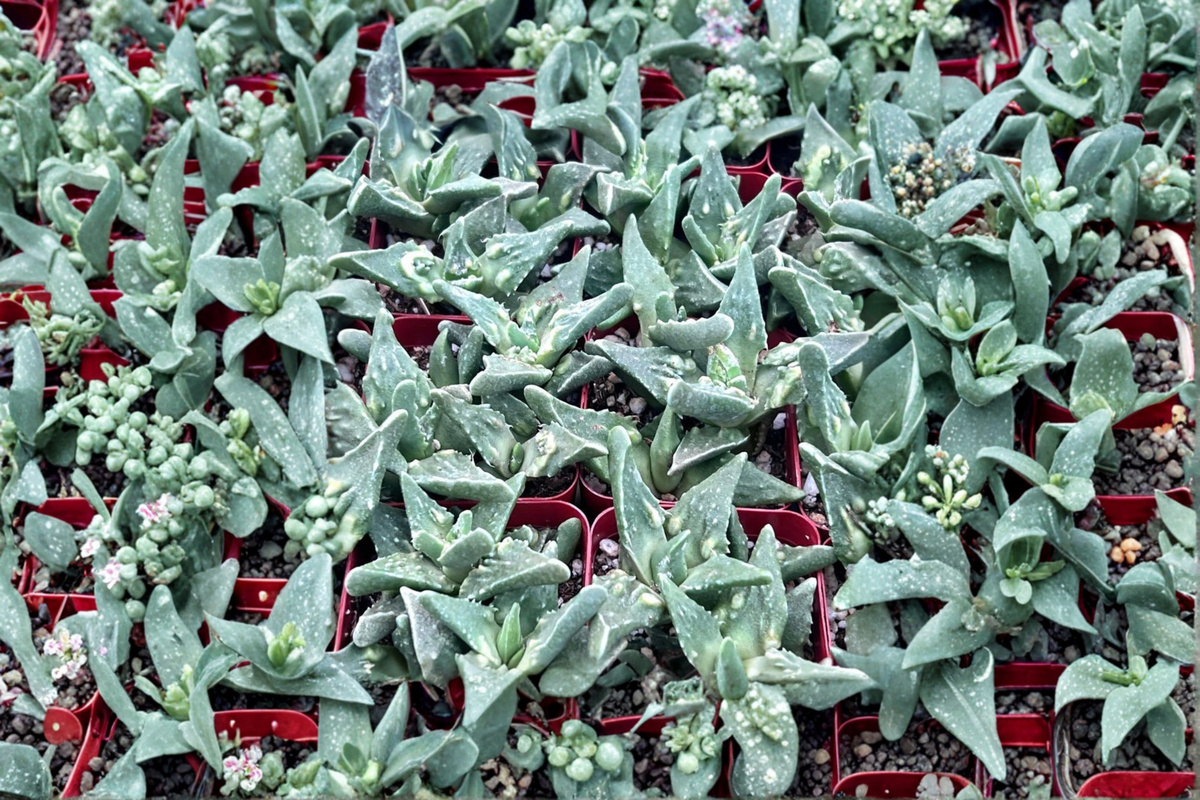 Tiger Jaws Succulent in 2 Inch Pot - Faucaria Tigrina - Unique Indoor Outdoor Decor Plant Gift