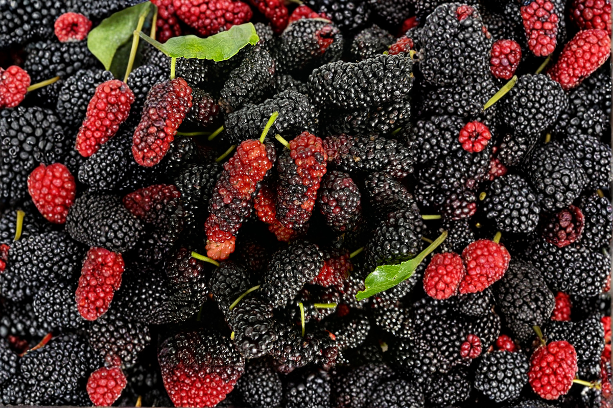 Dwarf Everbearing Mulberry Live Plant 3-15 Inches - Morus nigra Starter Plant for Edible Gardens, Patio, and Container Growing