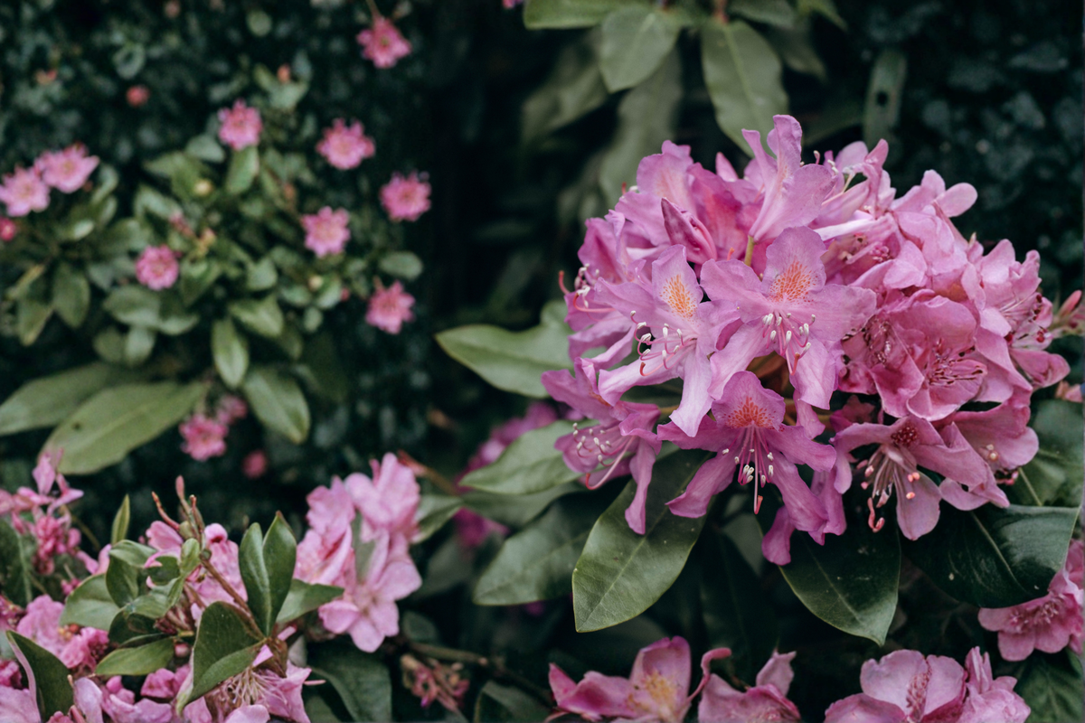 Catawba Boursault Rhododendron Starter Plant - Live Evergreen Flowering Shrub - Rhododendron catawbiense - Ornamental Garden Plant