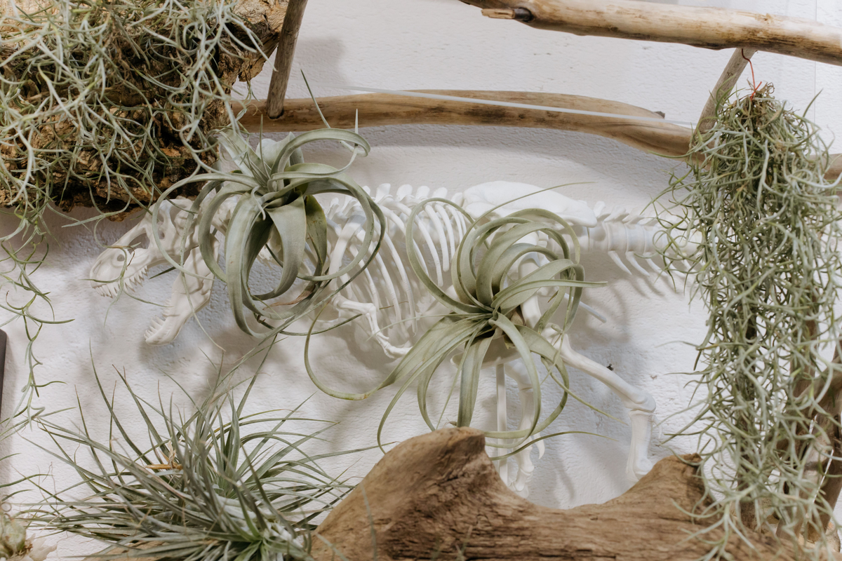 5 Pack Assorted Tillandsia Air Plants - Exotic Low Maintenance Houseplants - Tillandsia spp. for Home Décor and Terrariums