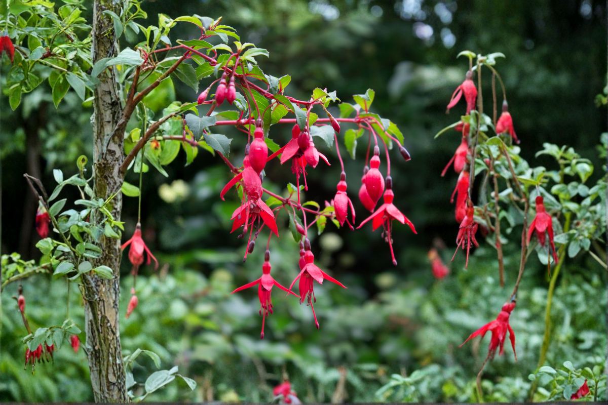 Blacky Fuchsia Live Plant - Hummingbird Flowering Fuchsia Hybrid - Attractive Hanging Flowers - Fuchsia magellanica