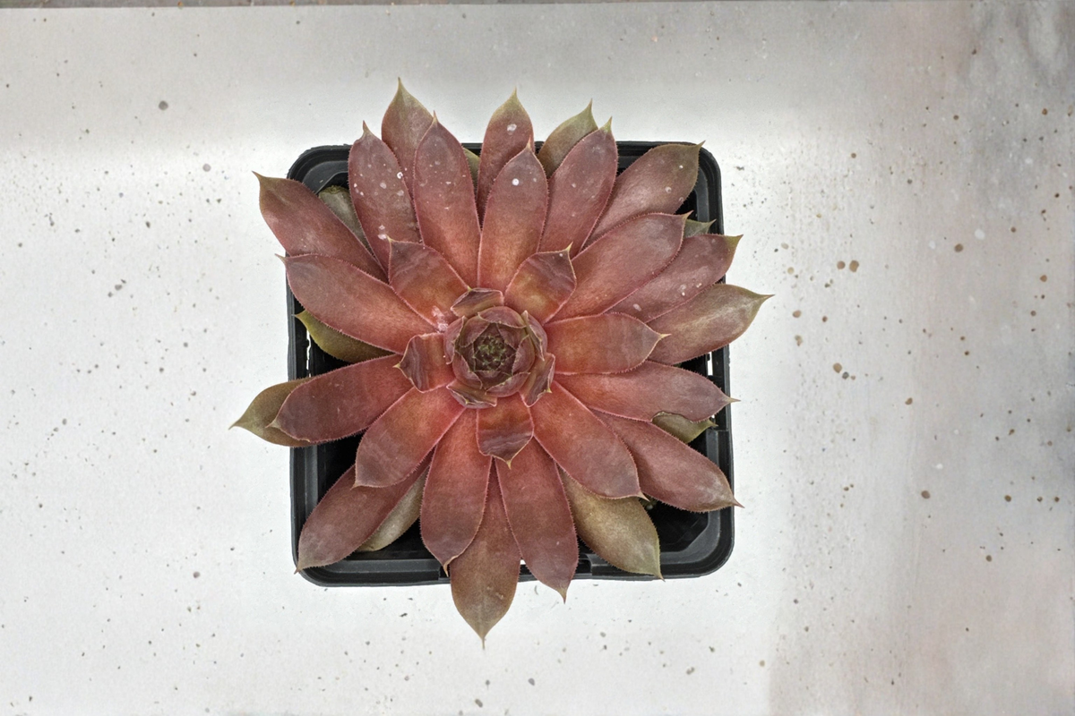 SuperSemp 'Ruby' Hens & Chicks Live Plant – Cold Hardy Succulent – Sempervivum 'Ruby' – Compact Ruby-Toned Rosettes