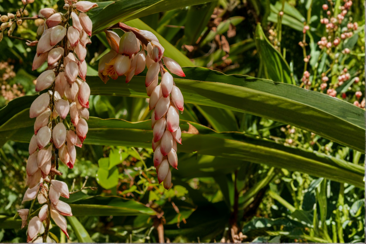 Shellflower Ginger Cardamom Live Plant - 2.5 Inch Pot - Alpinia nutans - Tropical Ornamental Ginger with Fragrant Flowers