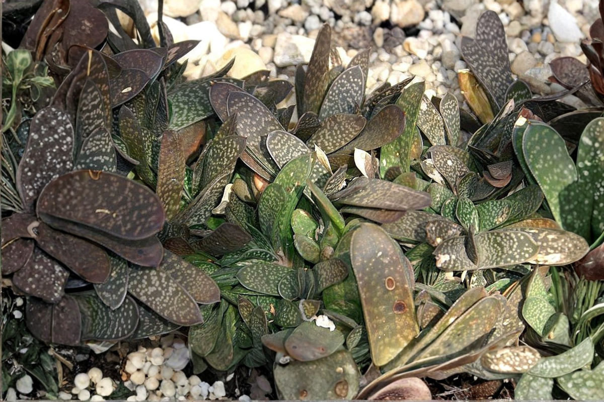 Gasteria Pillansii Live Succulent Plant in 2-Inch Pot | Ornamental Succulent for Indoor Decor | Gasteria pillansii