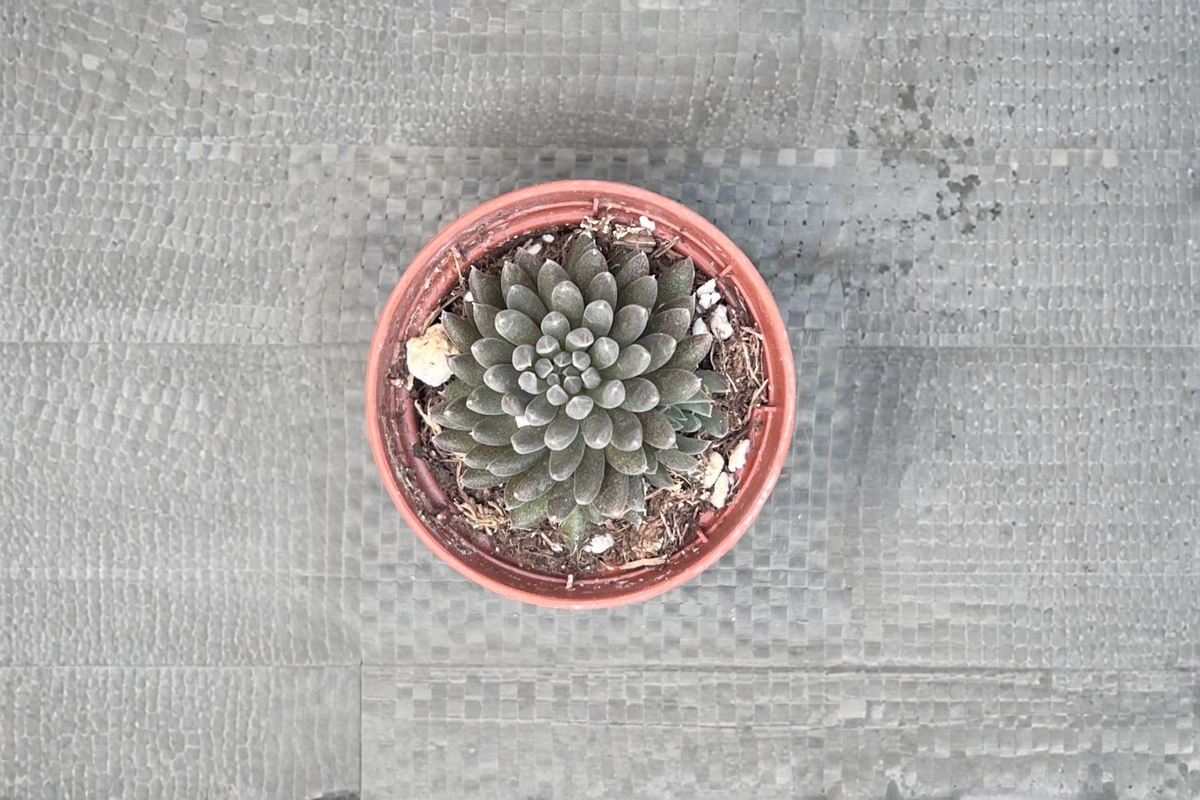 Black Sea Urchin Succulent Plant 4 Inch Pot Sinocrassula yunnanensis Dark Foliage Rare Indoor Houseplant Decor