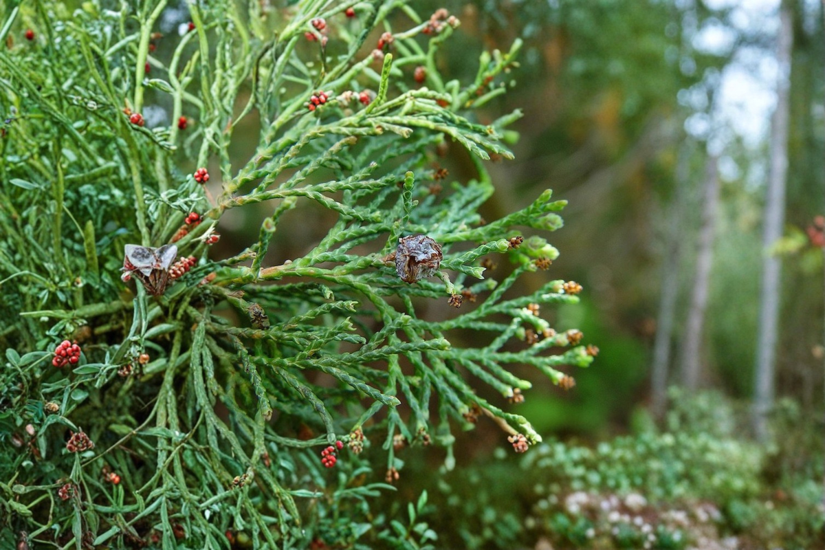 Atlantic White Cedar Live Plant 1 Gallon Pot ‘Andelye Conica’ Chamaecyparis thyoides Compact Evergreen Conifer Tree