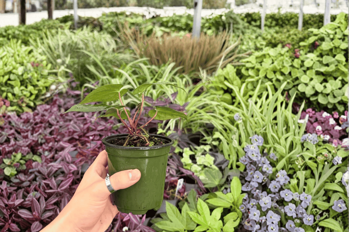 Anthurium Papi x Blue Papi Live Plants - 4-Inch Pots, Tropical Hybrid, Ornamental Foliage, Anthurium hybrid