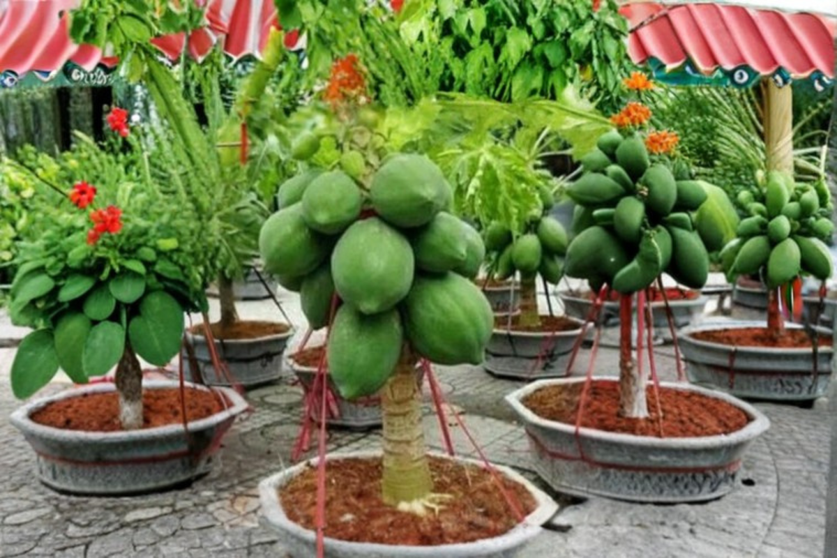 Dwarf Thai Papaya Seeds - 20 Fresh Seeds for Container Gardening - Sweet Tropical Fruit Plant, Carica papaya