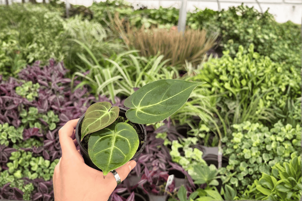 Anthurium Plants - 4-Inch Hybrid Papi Red Sinus x K.O.S. - Live Tropical Foliage - Bare Root, 2 Exact Plants
