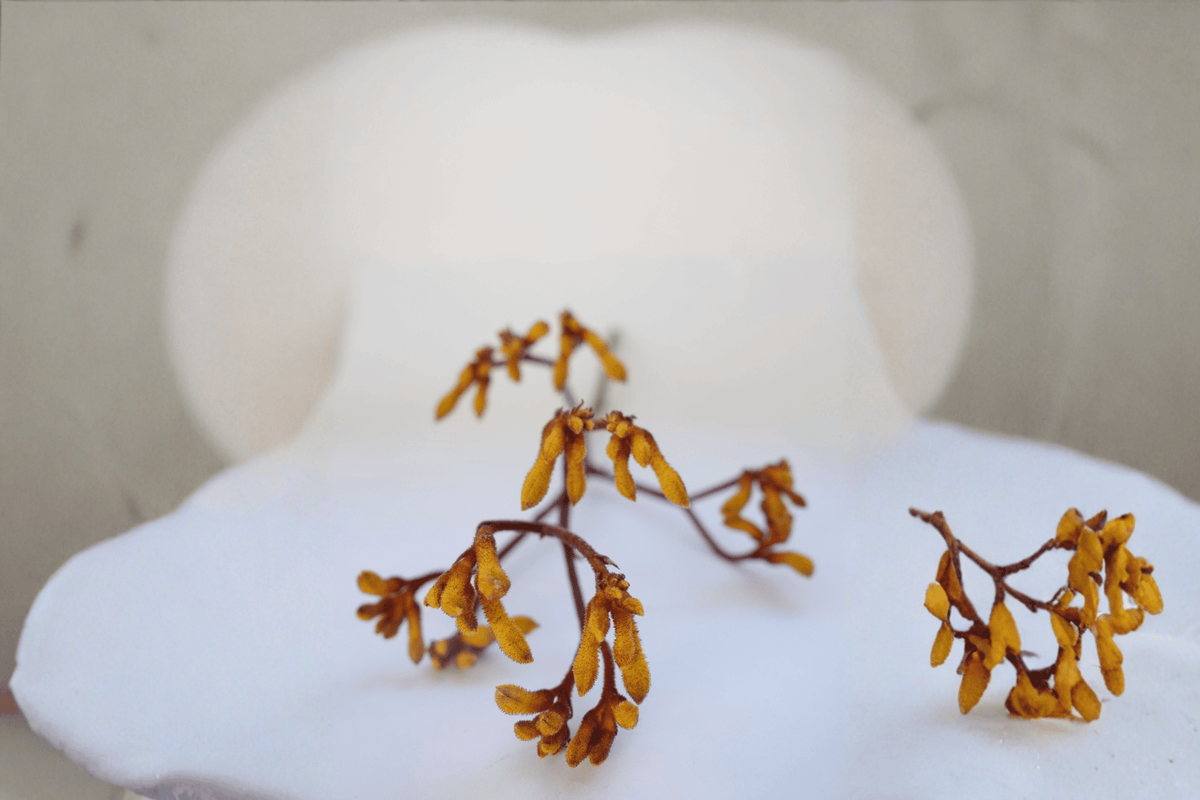 Bush Blitz Kangaroo Paw 1 Gallon Live Plant - Dark Orange Flowers - Anigozanthos 'Bush Blitz' - Flowering Perennial