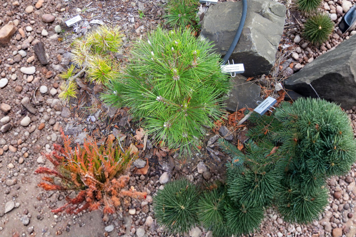 Japanese Black Pine Bonsai Tree 12" Dwarf 'Kyokko Yatsubusa' Pinus thunbergii in 1 Gallon Pot - Evergreen Bonsai Plant