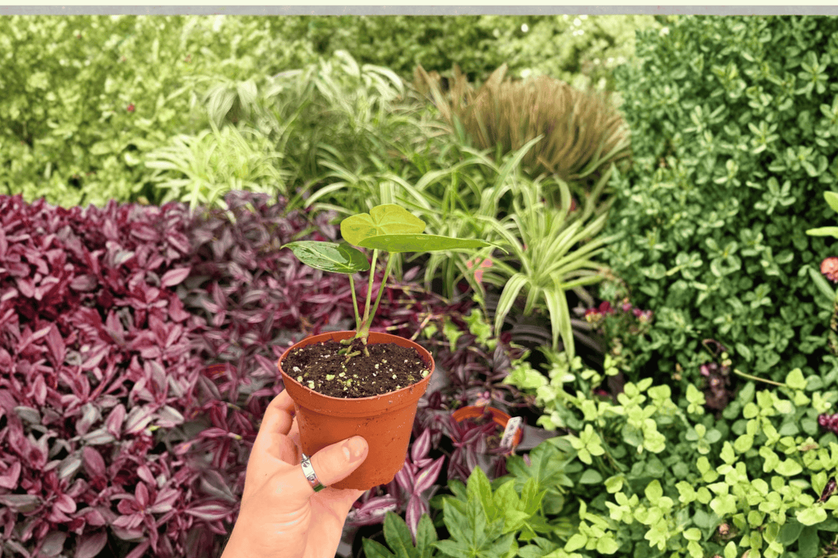 2 Live Anthurium Xone × Subsignatum Plants - Tropical Aroid Foliage - Bare Root - Ornamental Houseplants