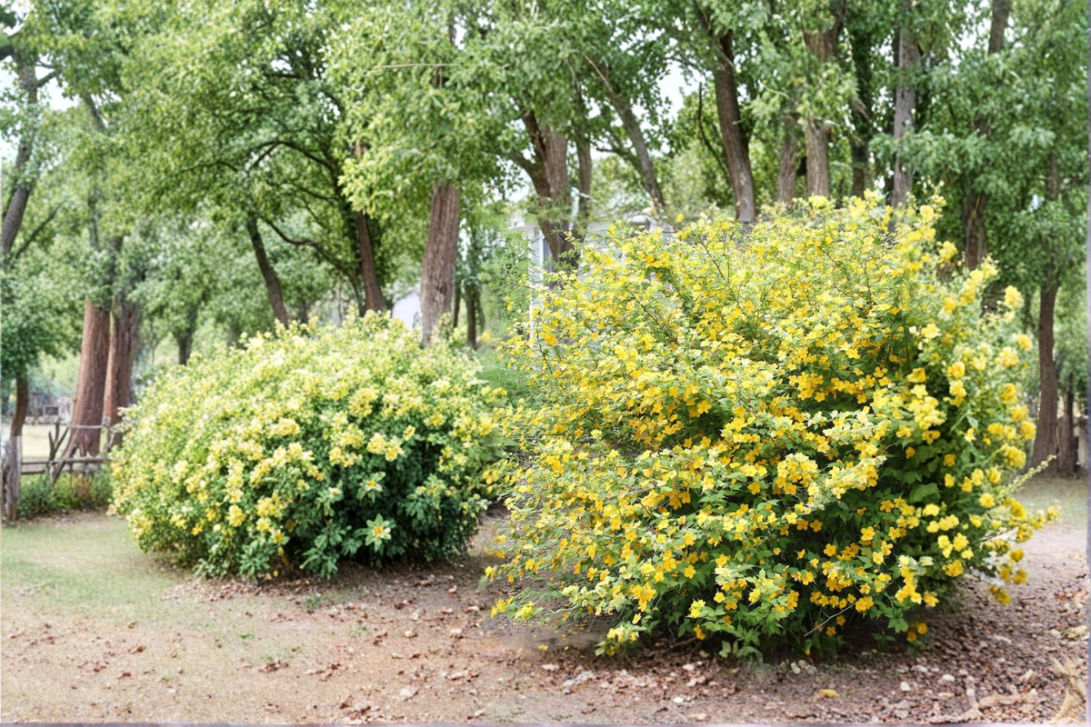 Golden Guinea Japanese Kerria Live Plant 4 Inch Pot - Kerria japonica, Large Yellow Flowering Shrub for Garden Borders