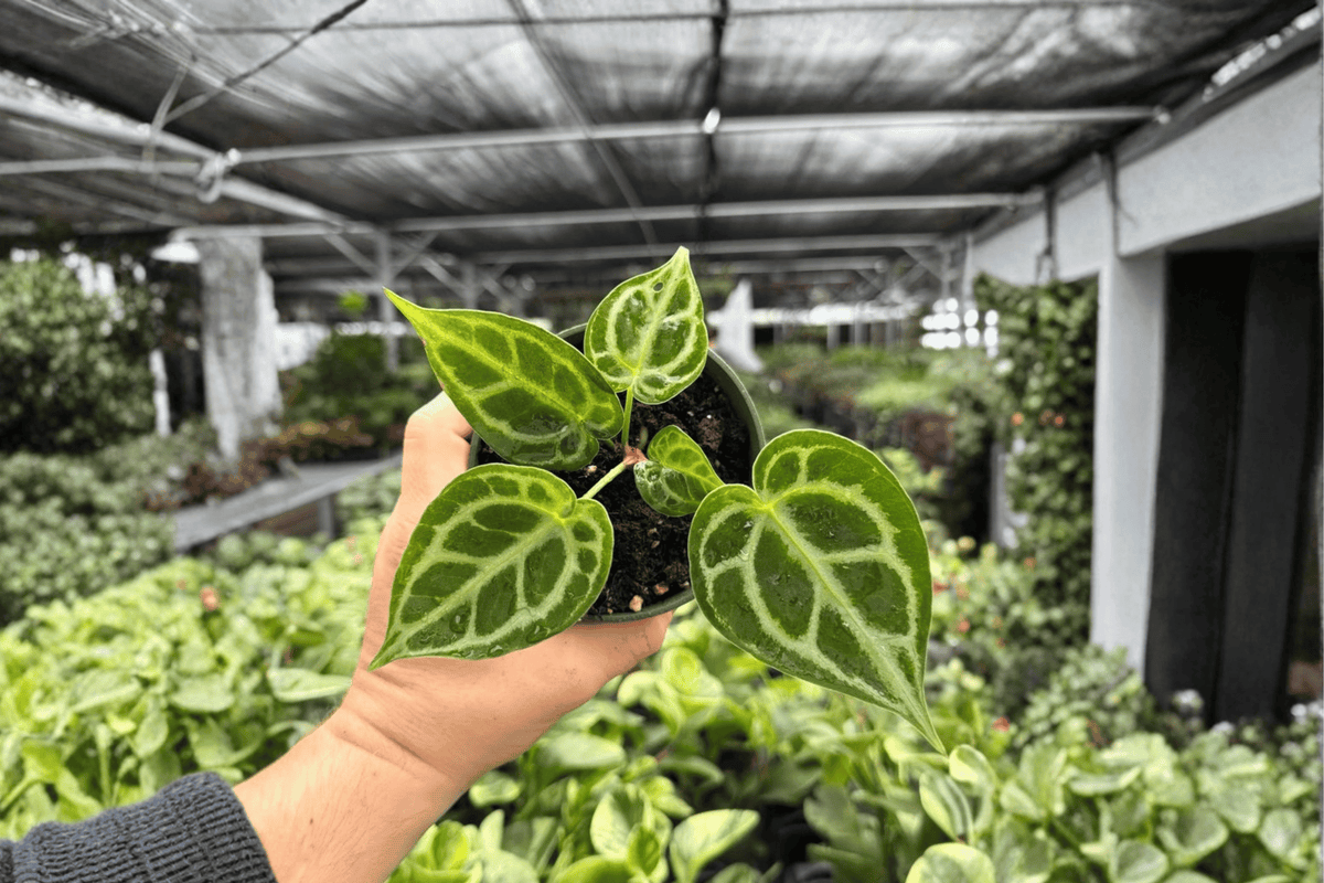 Anthurium Live Plants Set of 2 - MBR x HU x Red Hybrid - 4-Inch Pots - Tropical Ornamental Foliage - Anthurium MBR × HU × Red