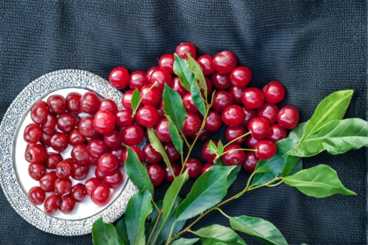 Dwarf Cherry Seeds - 10 Pack Stella Cherry, Sweet Red Fruit - Prunus avium, Ideal for Container Gardening & Home Orchards