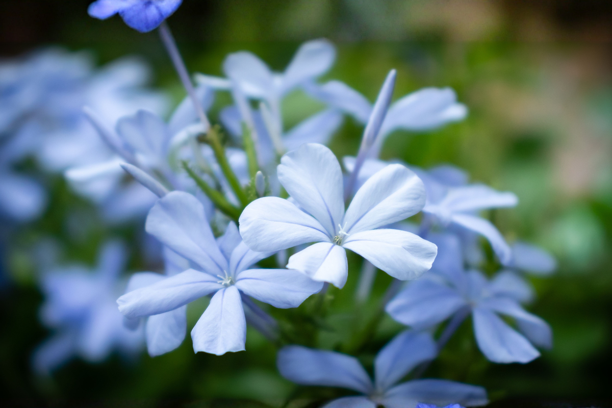 10 Live Plumbago Imperial Blue Seedlings - Plumbago auriculata - Fast-Growing Flowering Shrub for Borders & Pollinator Gardens
