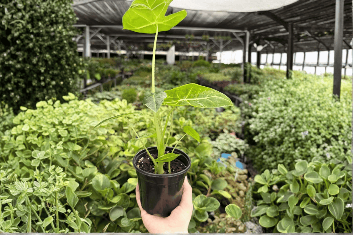 Alocasia Frydek Live Plants - 4-Inch Pots - Green Velvet Aroid - Alocasia micholitziana ‘Frydek’ - Set of 2 Exact Plants