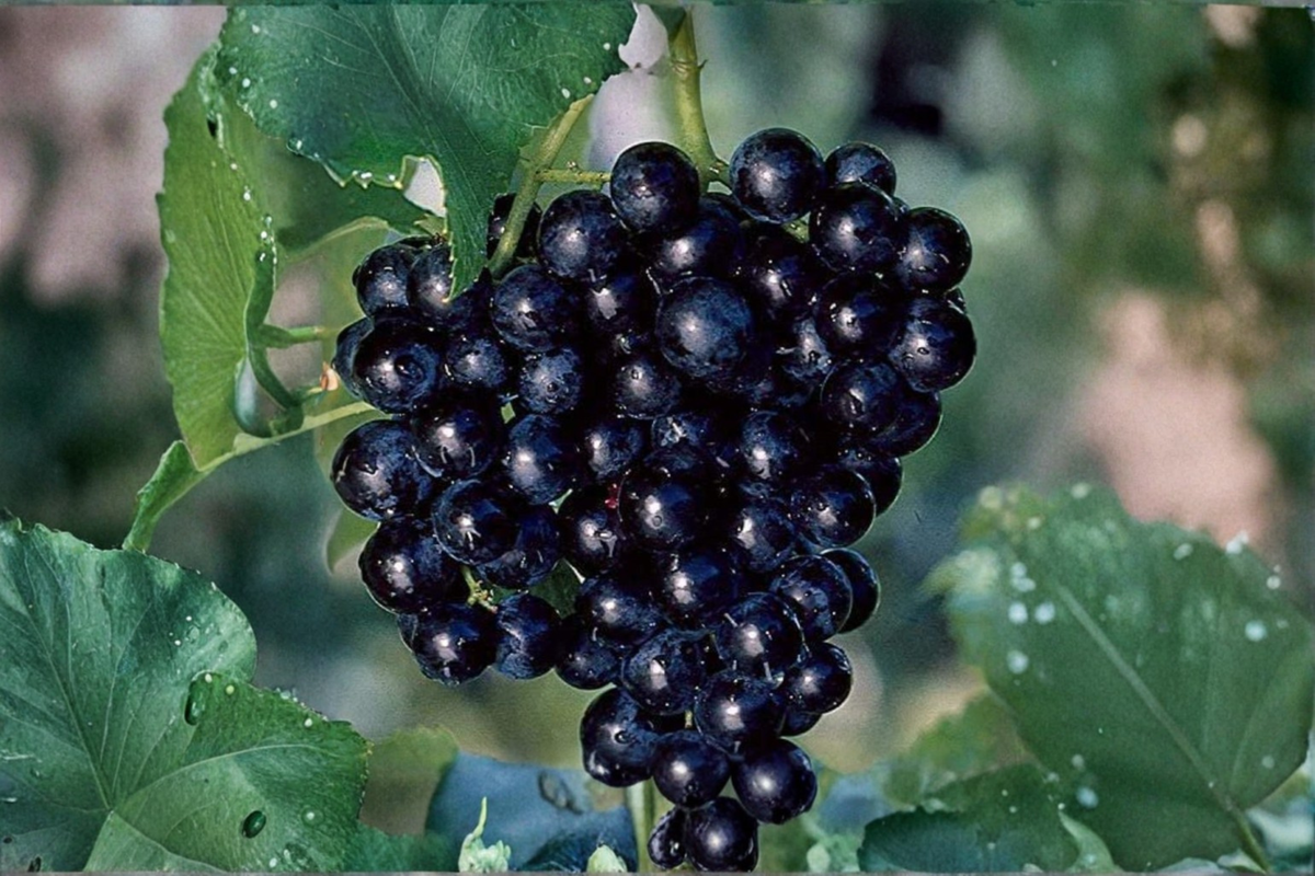Miniature Pixie Grape Seeds - 5 Seeds for Indoor Outdoor Container Gardening - Vitis sp. Dwarf Fruit Vine