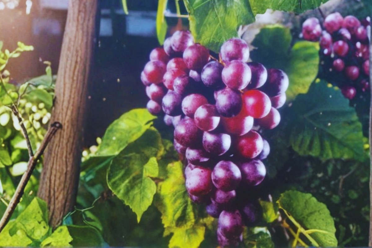 Muscadine Grape Vine 3 Gallon Live Plant Black Cowart Vitis rotundifolia Sweet Dark Grapes Outdoor Garden Climbing Vine