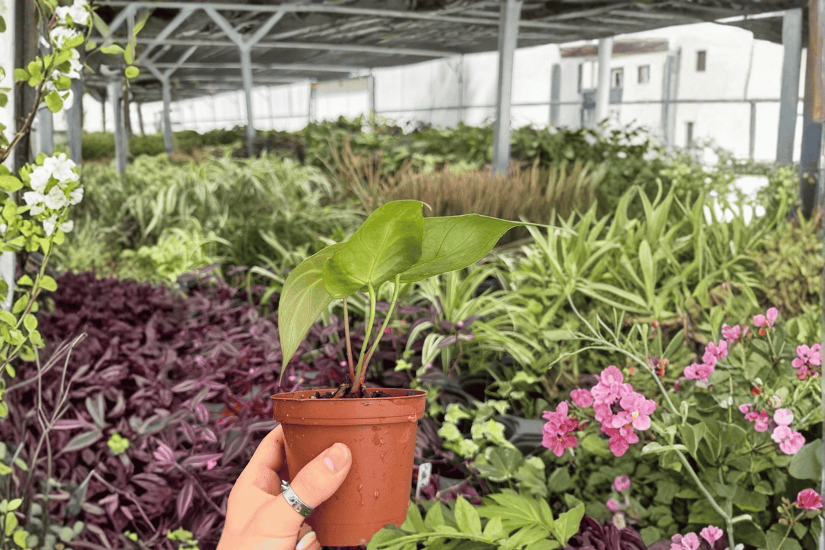 Anthurium Hoffmannii × Green Mamba Live Plants - 4-Inch Pots - Tropical Foliage Hybrid - Exact Plants