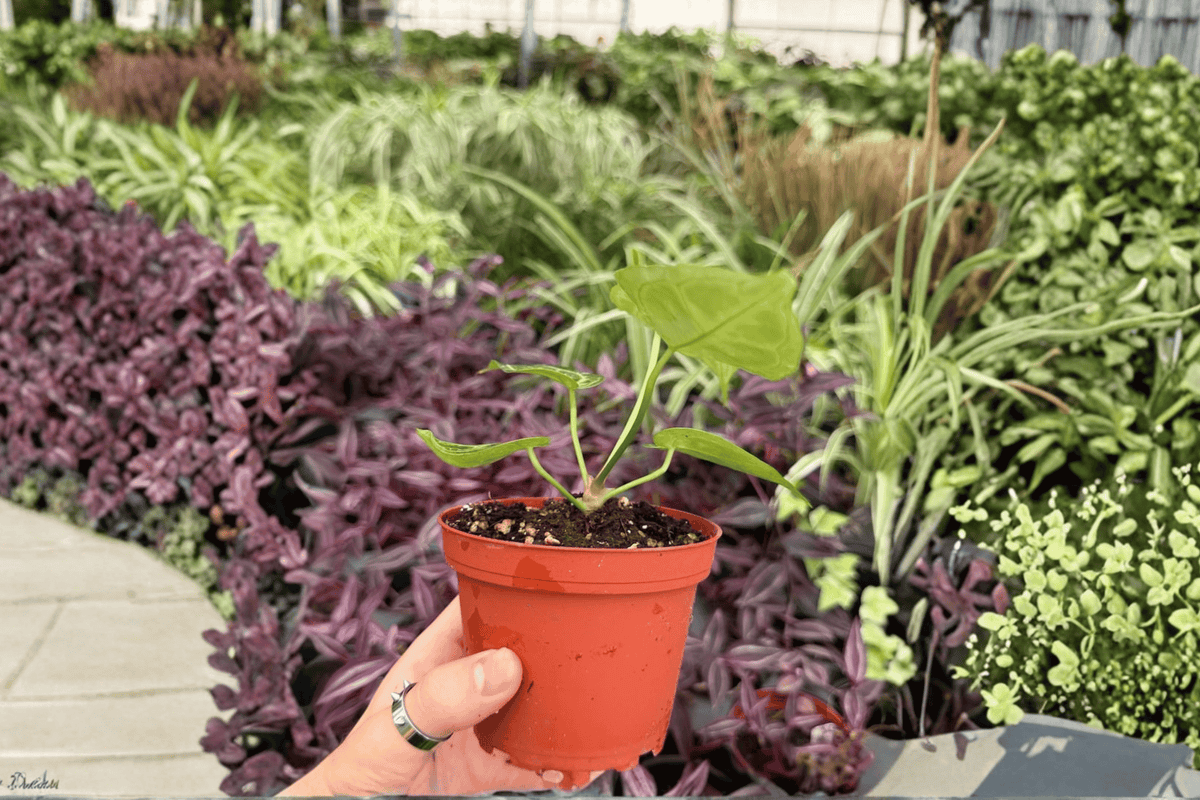 2 Anthurium Silver Red x Magnificum Live Plants - 4" Pots - Tropical Foliage Hybrid - Anthurium hybrid