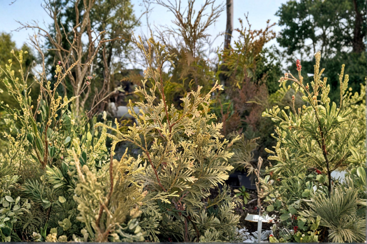 Arborvitae Live Plant Quart Pot - Thuja occidentalis ‘Columbia’ Evergreen Shrub for Hedges, Borders, or Privacy Screens