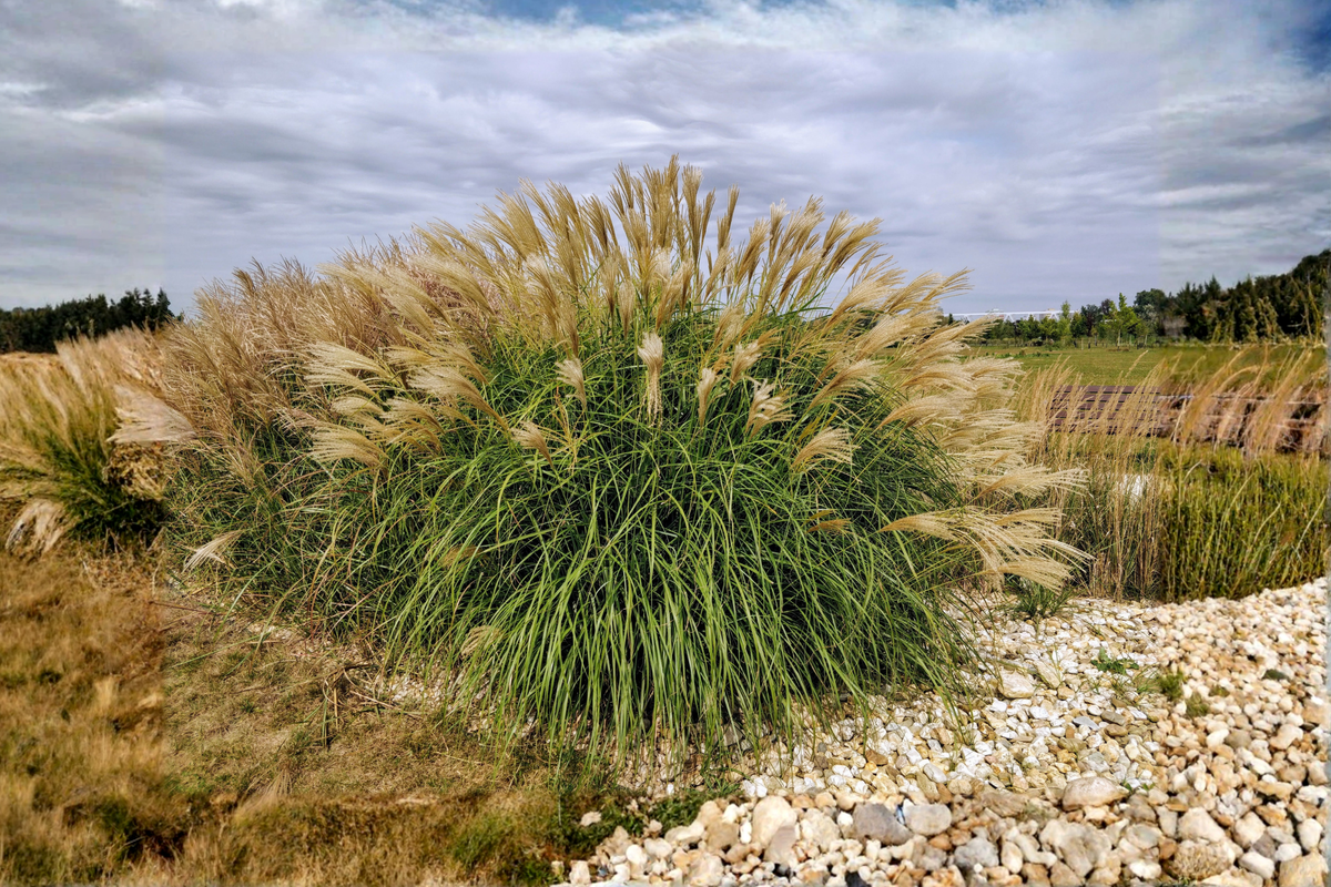 Adagio Maiden Grass Live Plant Clump - Fully Rooted Ornamental Grass - Miscanthus sinensis 'Adagio' - 3+ Years Old