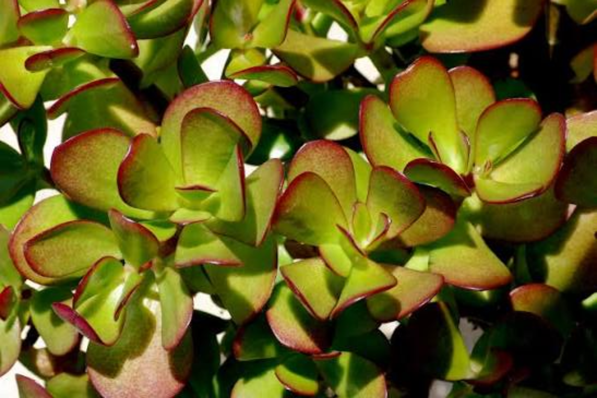 Money Plant Live Starter Plant - Rooted Plant Ready to Plant - Easy Care Indoor Outdoor Foliage - Pothos (Not Specified)