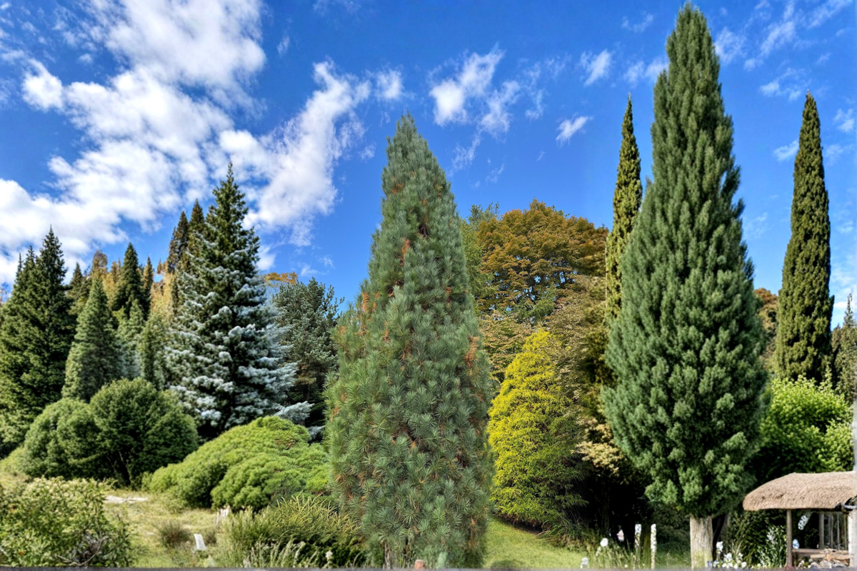Stowe Pillar White Pine Live Plant 12 Inch in 1 Gallon Pot - Pinus strobus Columnar Evergreen Conifer for Small Spaces