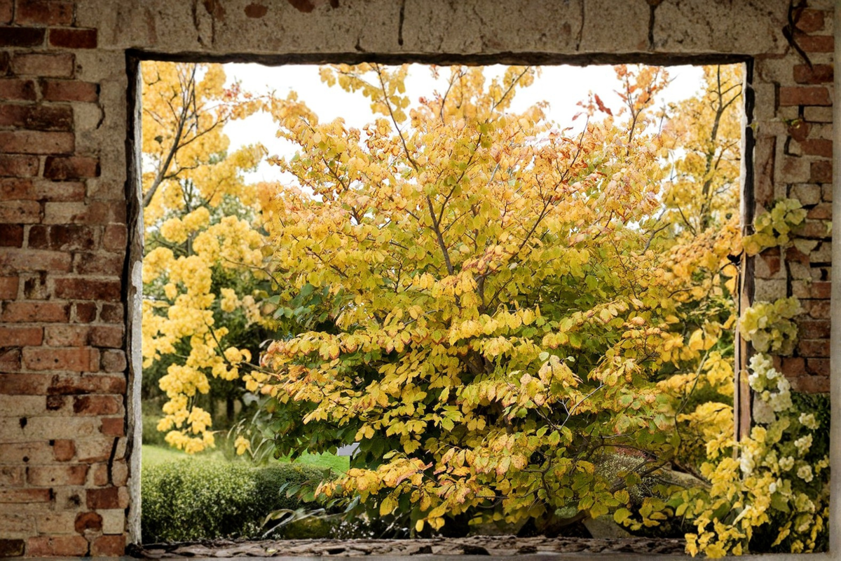 Ice Queen Witch Hazel Live Plant 12 Inch Hamamelis virginiana Fall Blooming Shrub 1 Gallon Pot for Woodland Gardens