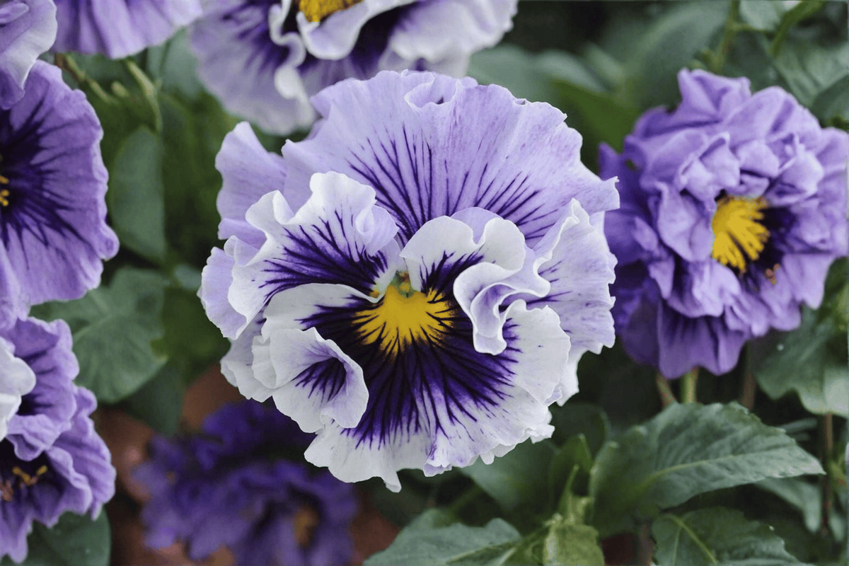 Ruffles Soft Lavender Pansy Live Plant 4-Inch Pot Viola × wittrockiana 'Ruffles Soft Lavender' Compact Clumping Ornamental