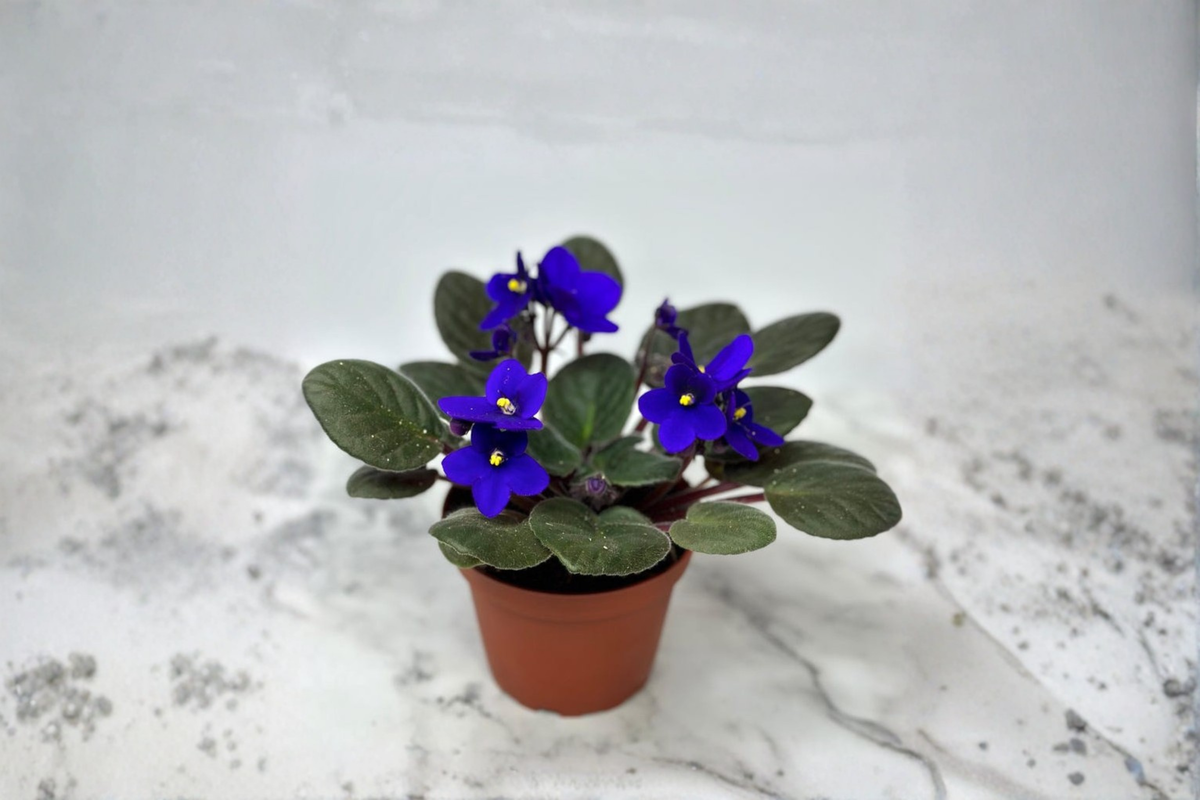 African Violet Live Plant Starter Blooming Indoor Houseplant, Compact Flower, Saintpaulia ionantha, Gift Ready
