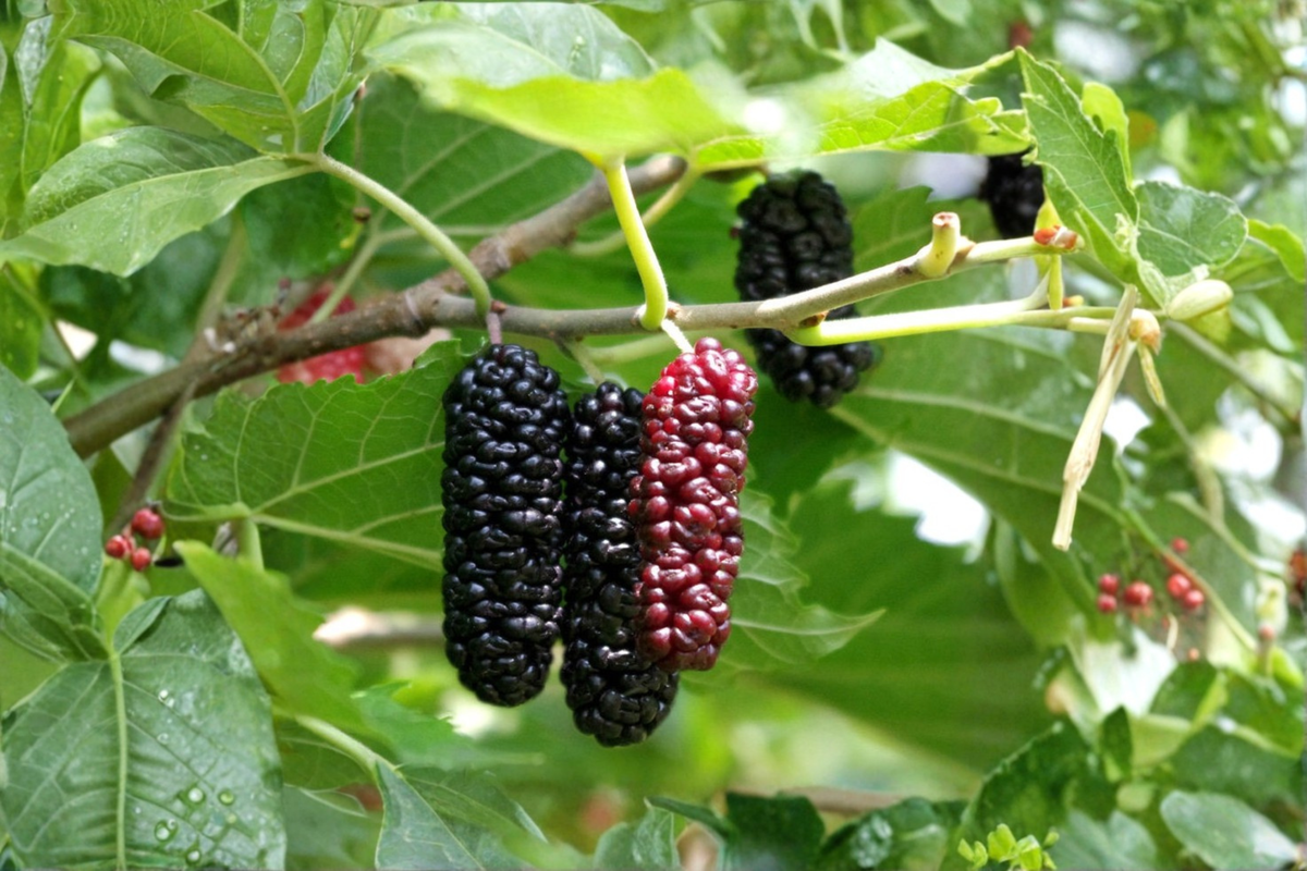 Contorted Mulberry Tree Live Plant 1 Gallon Pot Twisted Branch Ornamental Tree Morus spp. - Unique Garden Focal Point