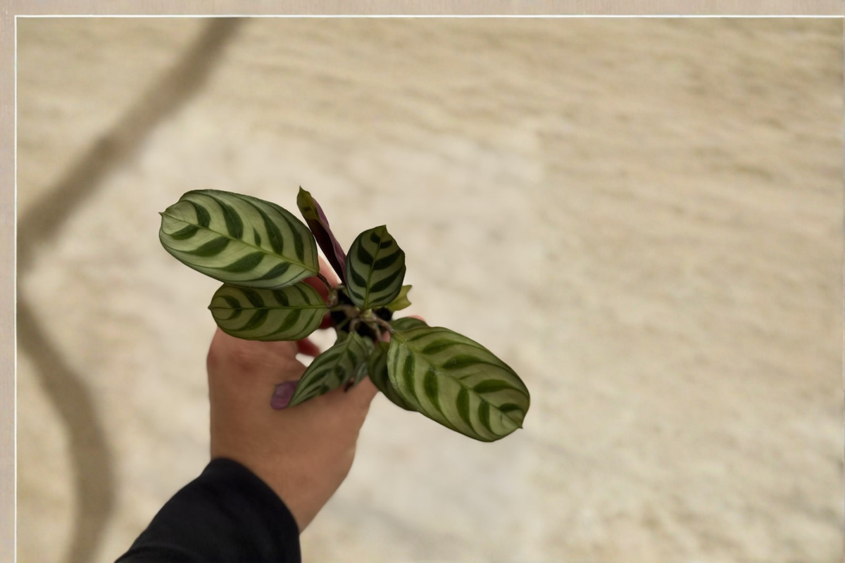 Calathea Burle Marx Starter Plant 2 Inch Pot Fishbone Prayer Plant Calathea burle-marxii Tropical Houseplant Rooted Cutting