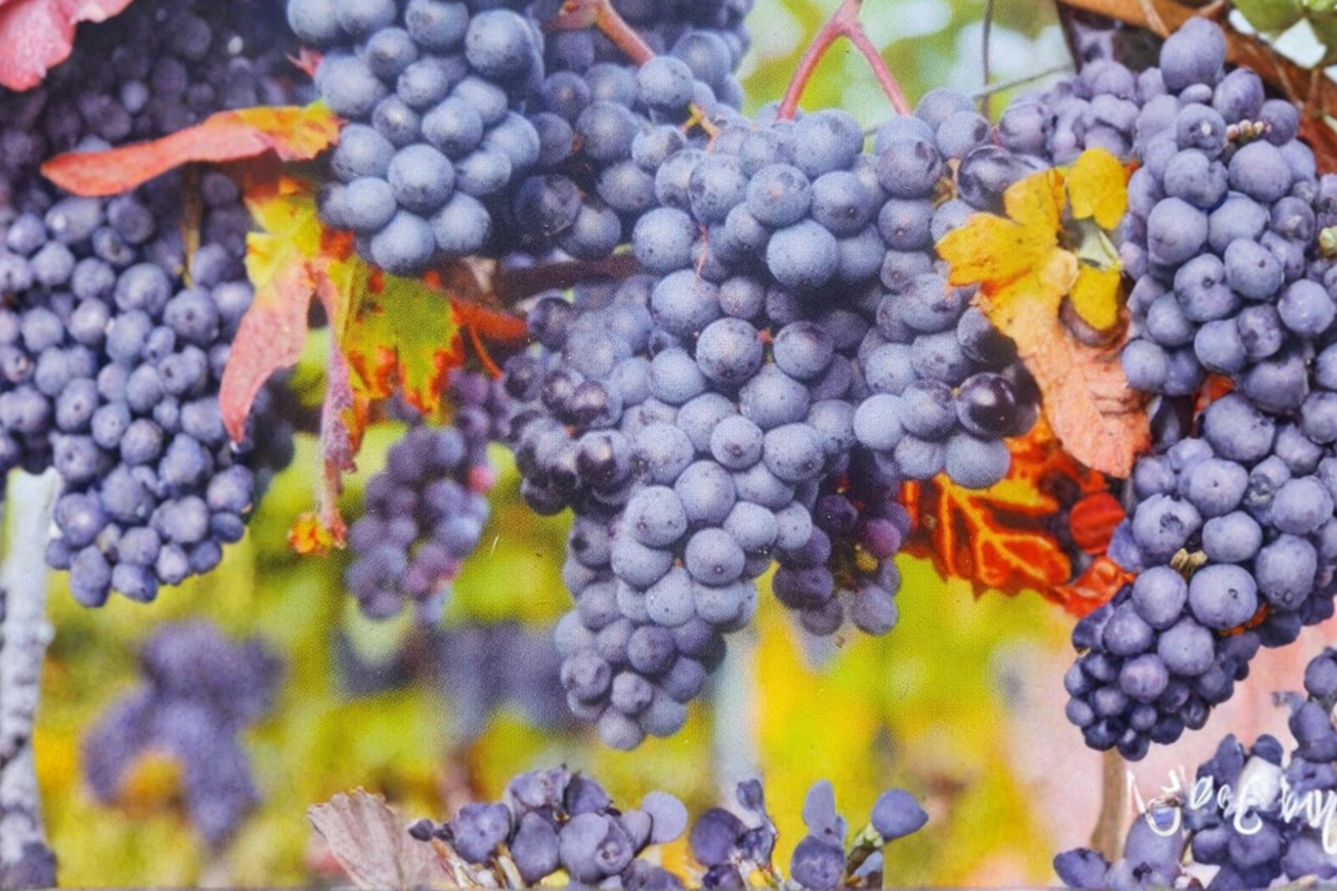 Venus Blue Grape Vine 2 Gallon Live Plant - Seedless Sweet Table Grapes for Home Garden, Vitis Hybrid Climbing Fruit Vine
