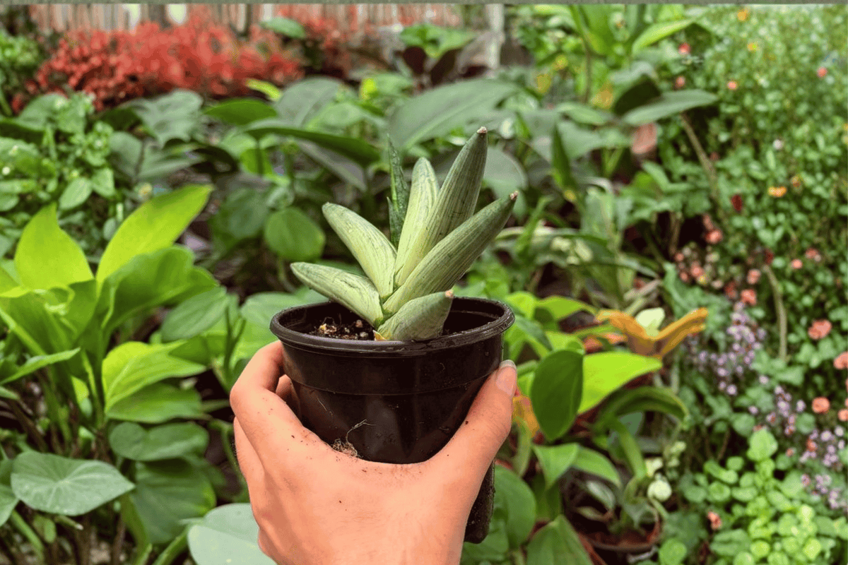 2 Variegated Sansevieria Boncel Starfish Plants, 4” Pot, Unique Foliage, Dracaena angolensis ‘Boncel’ - Exact Specimens