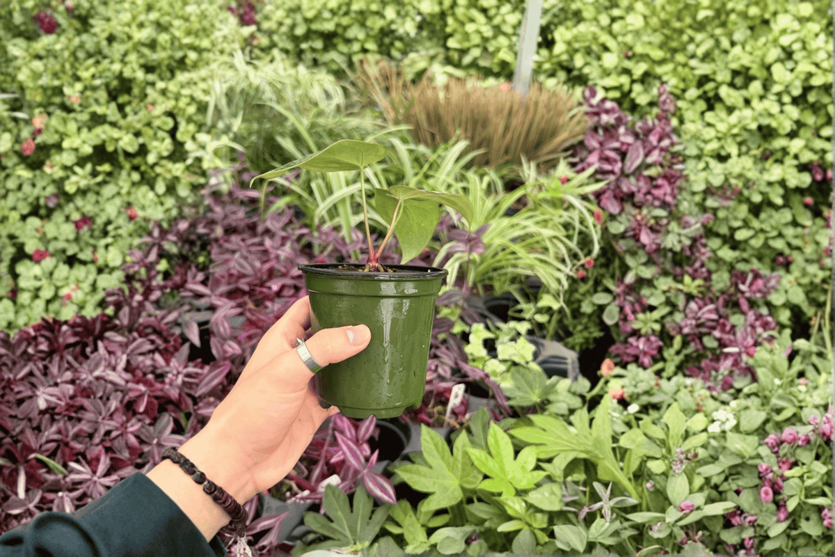 Anthurium Blue Papi x Red Stem Live Plants - 4-Inch Pots - 2 Exact Tropical Hybrid Plants - Anthurium hybrid