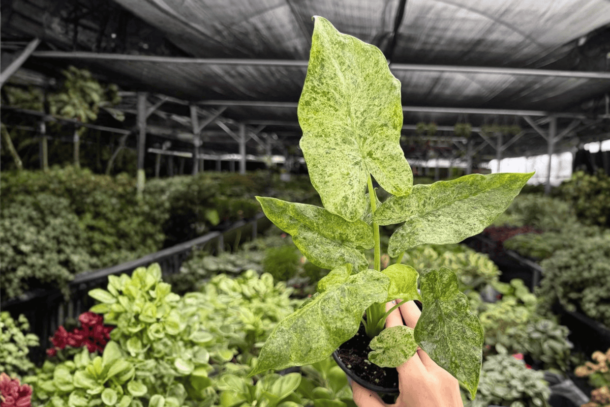 Alocasia Odora Batik Snow Variegated Live Plants - 2 Exact 4-Inch Pots - Alocasia odora - Tropical Ornamental Foliage