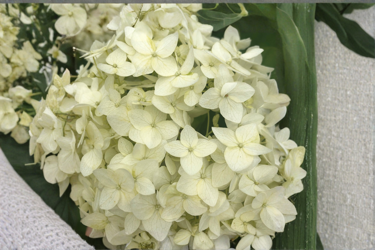 Chantilly Lace Hydrangea Live Plants - 2 Rooted Starters in 1 Qt Pots - Hydrangea paniculata - Elegant White Flower Shrub