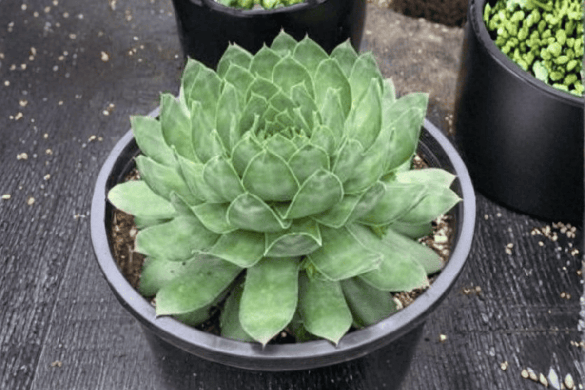 Live Plant SuperSemps Emerald Hens and Chicks 4-Inch Pot Sempervivum ‘Emerald’ Succulent Perennial for Rock Gardens