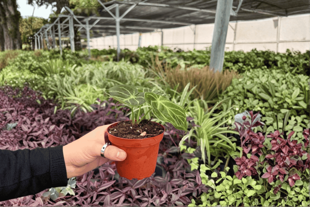 2 Anthurium AOS x Domino Live Plants in 4-Inch Pots - Tropical Foliage, Exact Plants - Anthurium Hybrid (AOS x Domino)