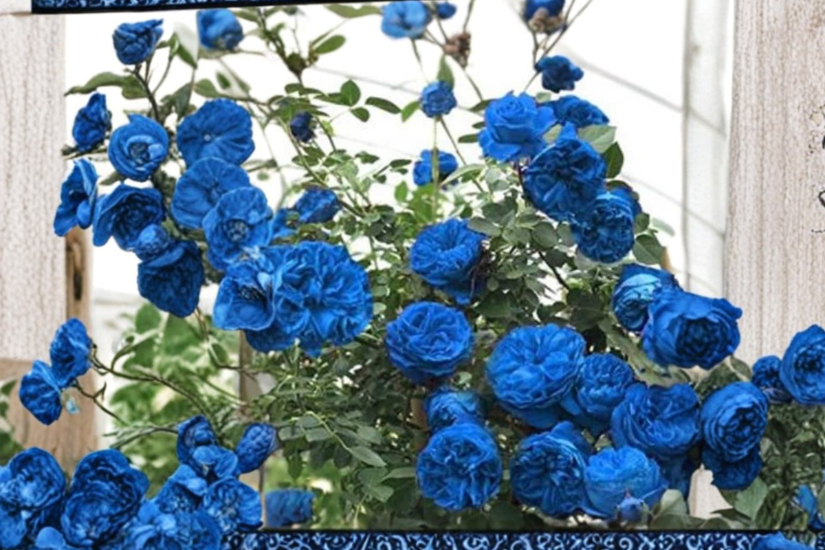 Blue Climbing Rose Seeds - Rare Fragrant Blue-Purple Flowers - Rosa Hybrid - Pack of 2 Seeds for Ornamental Garden Planting
