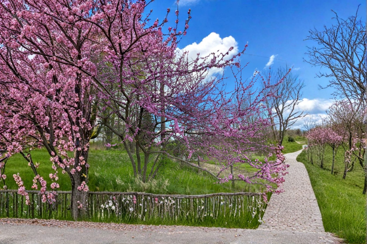 Eastern Redbud Tree Live Plant 1 Gallon Pot - Pink Flowering Tree - Cercis canadensis - Native Ornamental Garden Plant