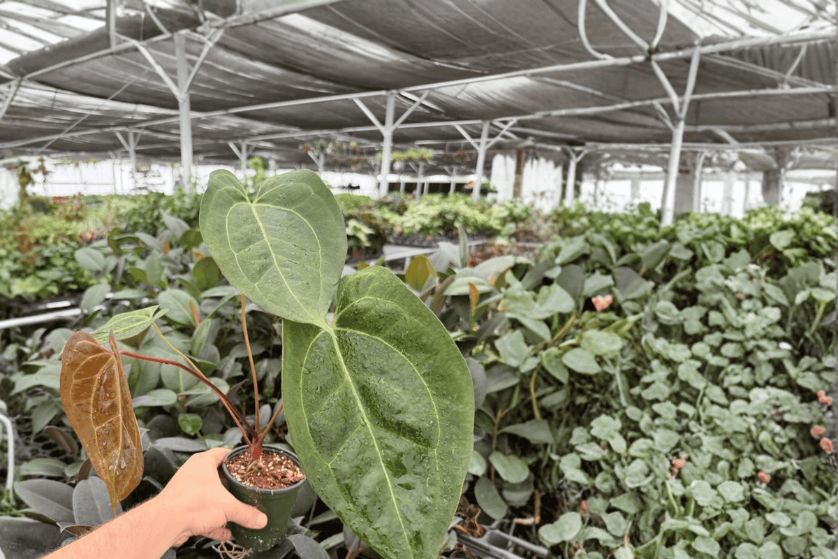 Anthurium Black Sweet x Portillae Live Plants - 4-Inch Pots - 2 Exact Tropical Foliage Hybrids - Anthurium Hybrid
