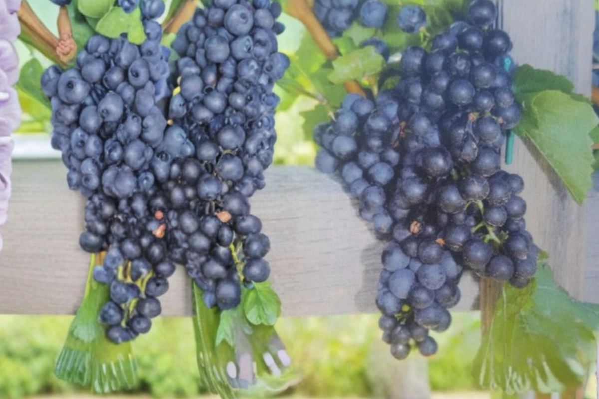 Black Spanish Grape Vine Live Plant 2 Gal Dark Table Grape for Garden Trellis Backyard Vineyard (Vitis vinifera)