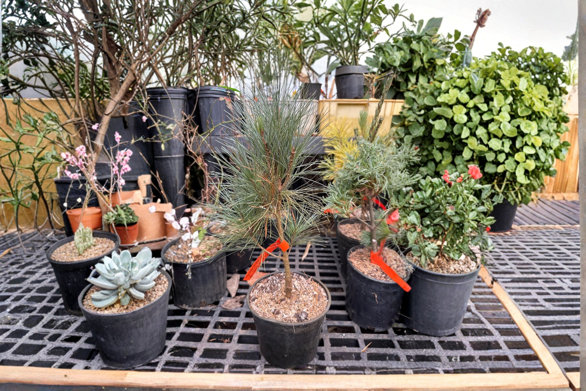 Narrow Evergreen Conifer Live Plant 12 Inch Kate Brook Fastigiata White Pine Pinus strobus #1 in 1 Gallon Pot