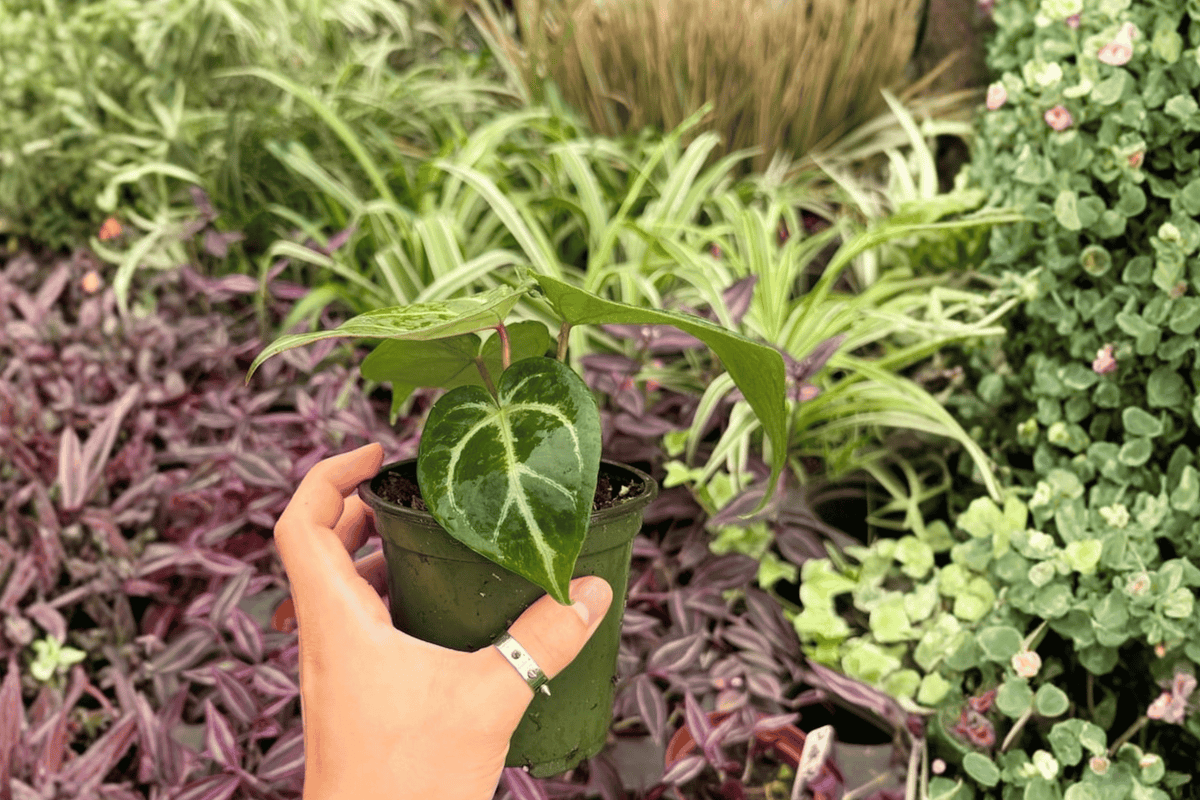 Anthurium Plants - 4-Inch Pots - Hoffmanii × Red HU Hybrid - Live Tropical Foliage - Anthurium Hybrid