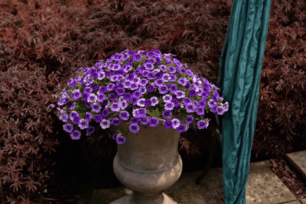 Colibri Dark Lavender Million Bells Plant - 4-Inch Pot - Ornamental Flowering - Calibrachoa 'Dark Lavender'