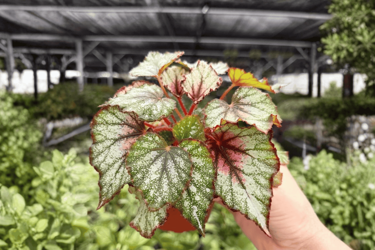 2 Live Begonia Harmony’s Crimson Oak Plants in 4-Inch Pots - Ornamental Foliage - Begonia 'Harmony’s Crimson Oak'